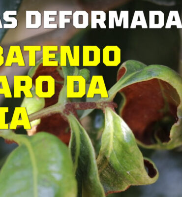 acaro-lichia-capa