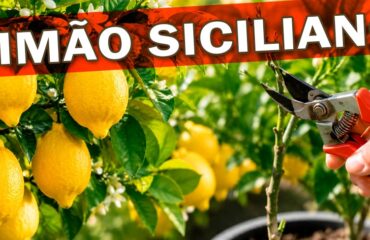 capa-siciliano