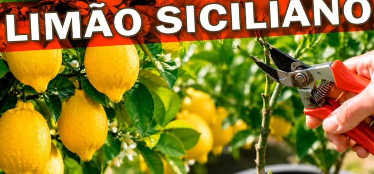 capa-siciliano
